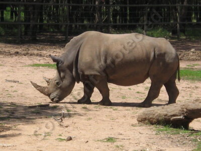 IMG 2430 Rhino