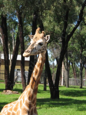 IMG 2491 Giraffe