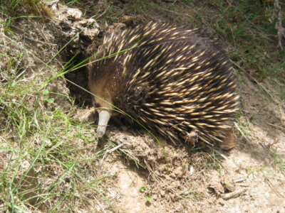 IMG 1390 Echidna